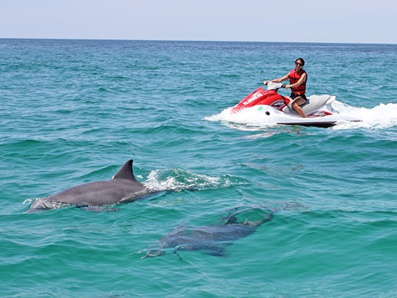 dolphin-cruise2
